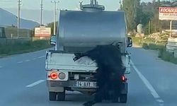 Kurbanlık hayvanı kamyonetin arkasından sarkıtarak taşıdı!