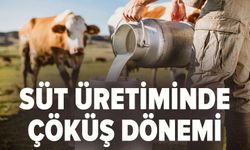 Süt üretiminde çöküş dönemi