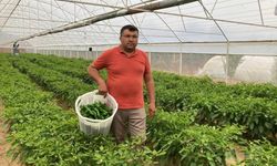 Kilosu 350 TL ama ilgi çok