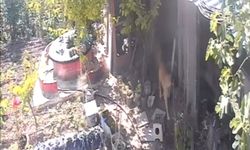 Bursa'da sokak köpekleri kümese girdi, 30 tavuk telef oldu