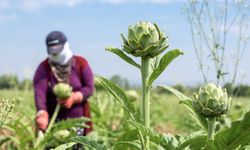 Uluabat Gölü havzasında "Hasanağa Enginarı Hasat Programı"