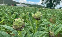 Bir köy, 4 milyon hasat