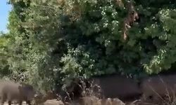 Aç kalan domuz sürüsü şehre indi