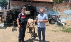 Ahırdan çalınan büyükbaş hayvan bulundu