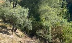 Antakya'da zeytinlik alan yangını