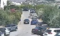 Bodrum'daki köpek davasında sanık beraat etti