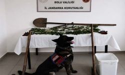 Bolu'da kenevir bahçesi oluşturan şüpheli tutuklandı