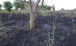 Burdur'da 15 dönümlük alan yangında zarar gördü