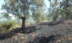 Burhaniye de çıkan arazi yangınında çok sayıda zeytin ağacı zarar gördü