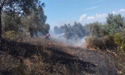Burhaniye'de zeytinlik yangınına havadan ve karadan müdahale ediliyor