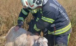 Denizli'de kuyuya düşen keçileri itfaiye kurtardı