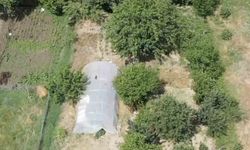 Dron destekli operasyonda seraya gizlenen hint kenevirleri ele geçirildi