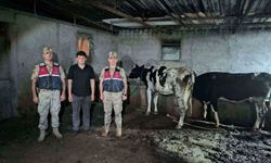 Kayıp büyükbaş hayvanlar jandarma ekiplerince bulundu