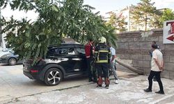 Kökü duvarın altında olan ağaç aracın üzerine devrildi