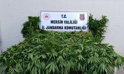 Ormanda kenevir yetiştirenlere suçüstü operasyon: 2 tutuklama