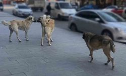 Sahipsiz köpeklerin tamamı yıl sonuna kadar barınaklara alınacak