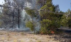 Şanlıurfa'da orman yangını