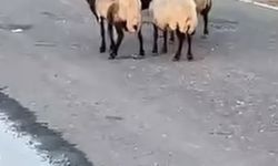 Siirt'te zehirlendiği iddia edilen 32 küçükbaş hayvan telef oldu