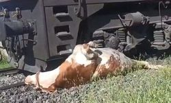 Tren çarpması sonucu raylara sıkışan ineğin telef olmaması için saniyelerle yarıştılar