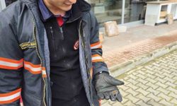 Yaralı yarasa koruma altına alındı