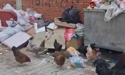 Bursa’da toplanmayan çöpler mahalleliyi isyan ettirdi