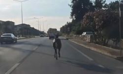 Bursa yolunda başıboş at paniği