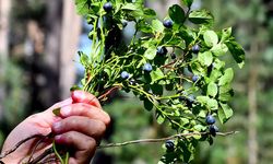 Bursa yaban mersininde Avrupa pazarına açılıyor