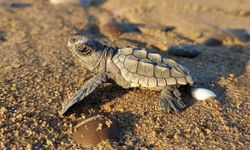 Ula'da sahilde Caretta Caretta bulundu