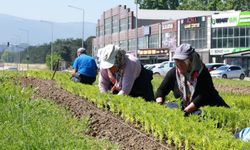 Bursa yazlık çiçeklerle renklenecek