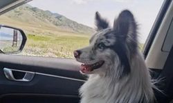 1,5 milyon takipçili fenomen köpeğin trajik sonu