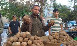 Dağların altından çıkıyor, İstanbul'a kadar kargolanıyor