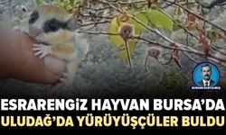 Esrarengiz canlı Bursa Uludağ’da görüntülendi