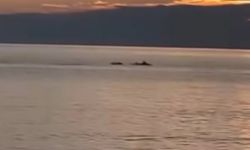 Bursa'da gün doğumunda yunus balıkları görsel şölen oluşturdu