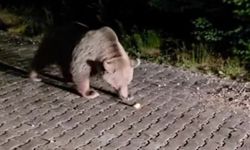 Uludağ'da görülen iri ayı hayrete düşürdü