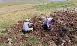 Bir zamanlar altınla yarışıyordu, şimdi imha ediliyor