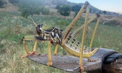 Gördüklerine inanamadılar: Dev çekirgeyi kaydettiler
