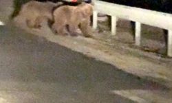 Bursa'da gece sürprizi: İki ayı yavrusu kamerada