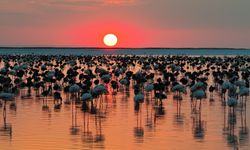 Tuz Gölü’nde flamingo rekoru: 12 bin 800 yavru sayıldı