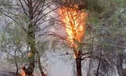 Orman yangınında mahalle sakinleri de seferber oldu