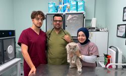 Veterinerde deprem etkisi yapan kedi Türkiye'nin gündeminde