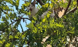 Antalya'da ağaçtan inemeyen kedi vinç yardımıyla kurtarıldı