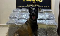 Bandırma'da gübre torbalarının altına gizlenen 11,2 kilo skunk ele geçirildi