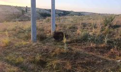 Bilecik'te elektrik akımına kapılan kuş yangına sebep oldu