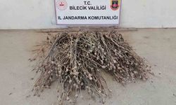 Bilecik'te izinsiz ekilen 136 kök haşhaş ele geçirildi