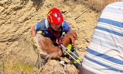 Çukura düşen küçükbaş hayvanı itfaiye kurtardı