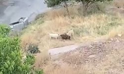 Elazığ'da sokak köpekleri 2 keçiyi telef etti
