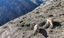 Erzincan'da ayı saldırısında yaralanan kişi ameliyata alındı