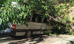 Hakkari'de park halindeki aracın üzerine ceviz ağacı devrildi