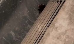 Havalandırma kazanına düşen 2 yavru kediyi öğretmen ve personel kurtardı