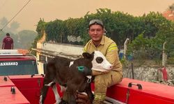 Orman yangınından kurtarılan buzağının iç ısıtan fotoğrafı